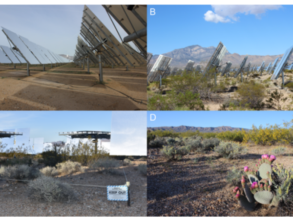 NEW PAPER OUT! Effects of solar energy development on ants in the Mojave Desert